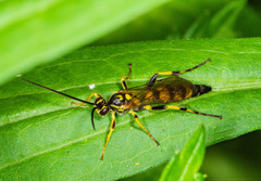 Ichneumon annulatorius