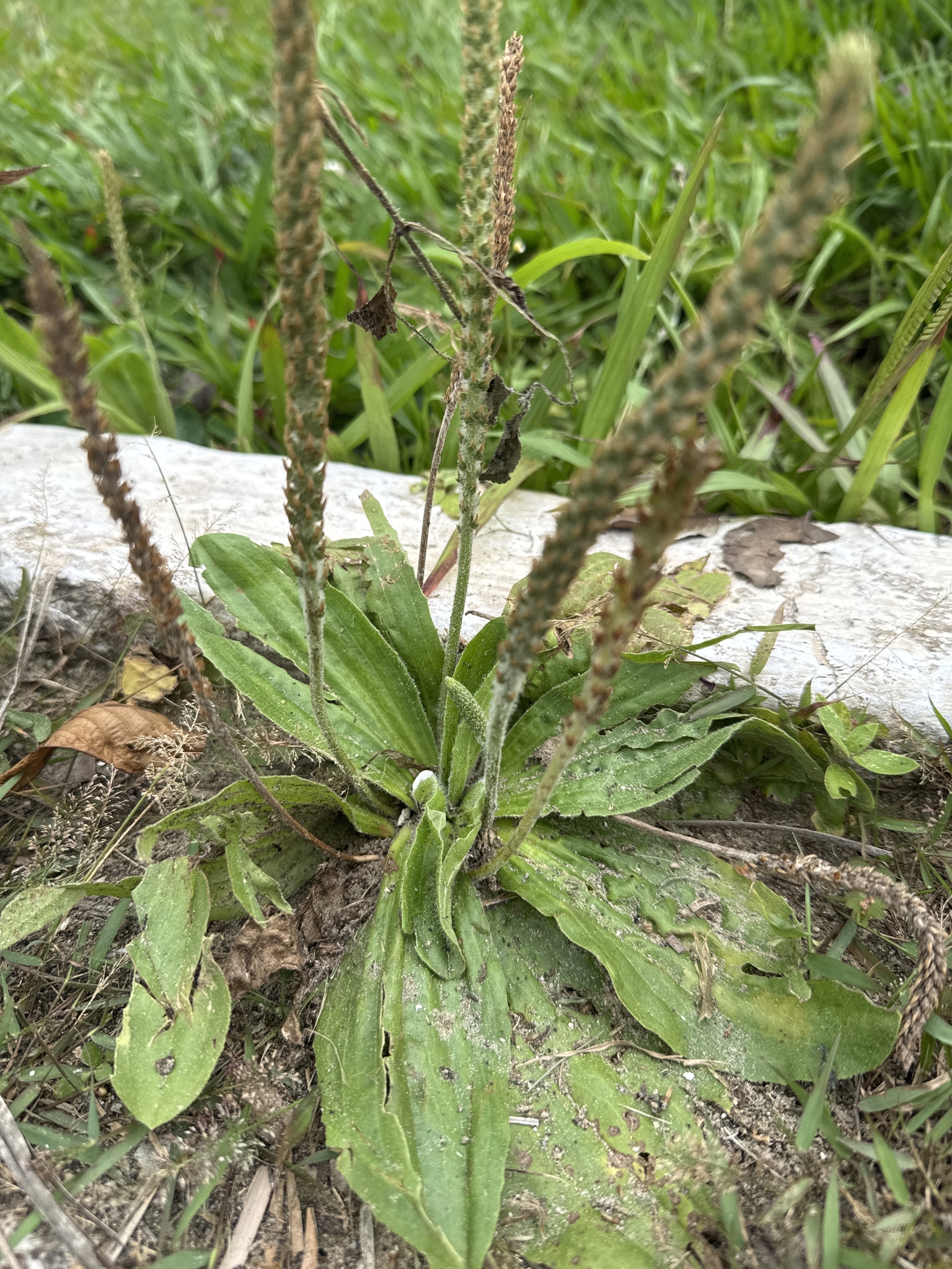 Plantago major