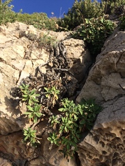 Pseudoscabiosa saxatilis