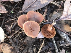 Tubaria romagnesiana