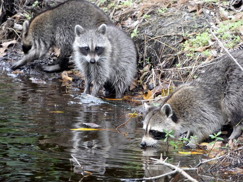 Common Raccoon photographed in Florida