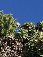 Pseudoscabiosa saxatilis