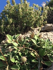 Pseudoscabiosa saxatilis