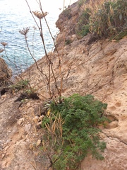 Daucus carota hispanicus