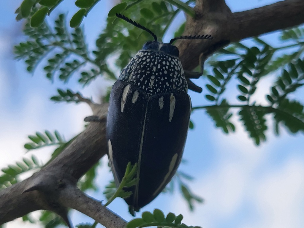 Sternocera interrupta