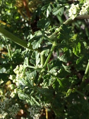Daucus carota hispanicus