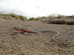 Callopistes maculatus