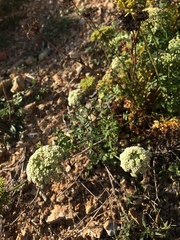 Daucus carota hispanicus