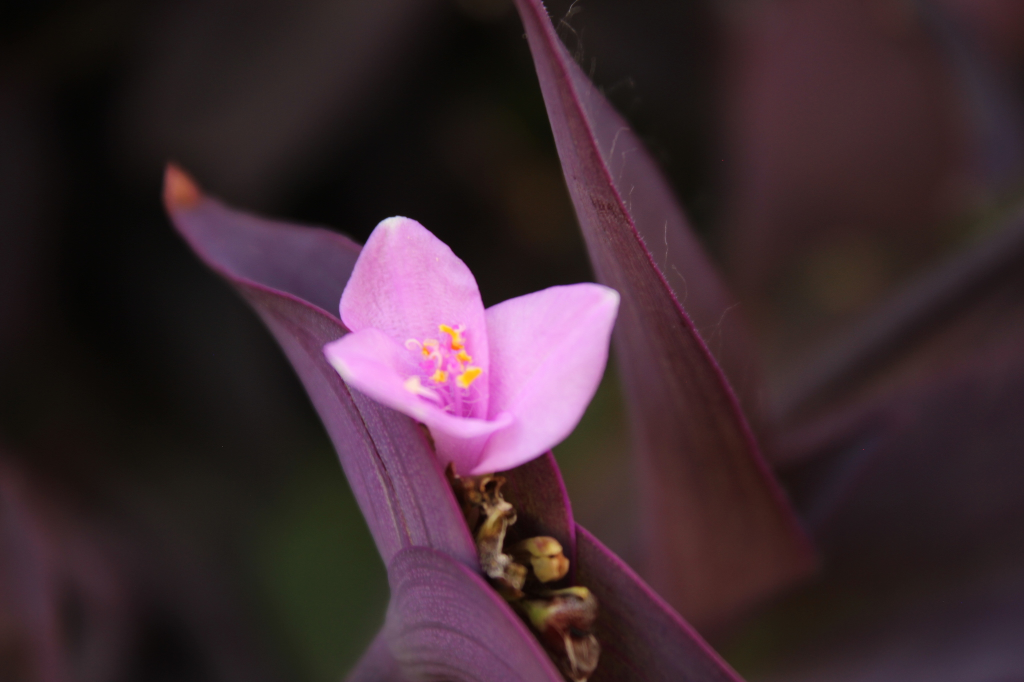 Tradescantia pallida