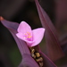 紫鴨跖草 - Photo 由 Diego Amaya 所上傳的 (c) Diego Amaya，保留部份權利CC BY-NC