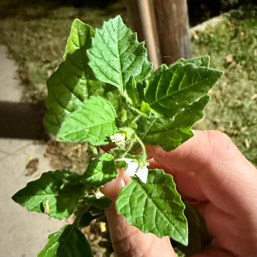 Hairy Nightshade (Solanum sarrachoides)