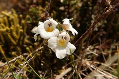 Euphrasia monroi