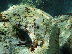 Ophioblennius atlanticus