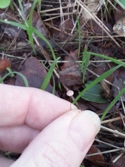 Fungi