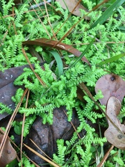 Selaginella ludoviciana