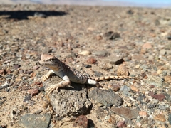 Liolaemus audituvelatus