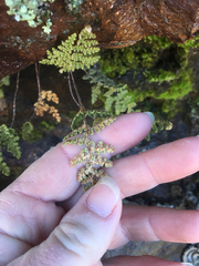 Myriopteris fendleri