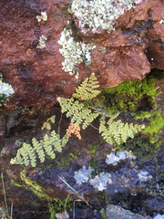 Myriopteris fendleri