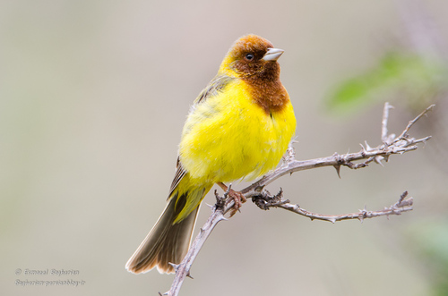 Red-headed Bunting