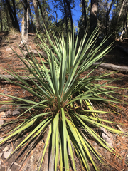 Yucca schottii