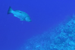 Lutjanus cyanopterus