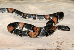 Lampropeltis alterna