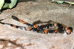 Lampropeltis alterna