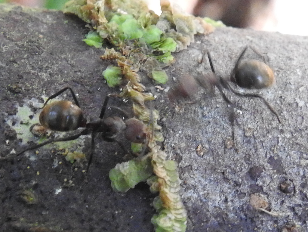 Dolichoderus quadridenticulatus