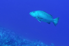 Lutjanus cyanopterus