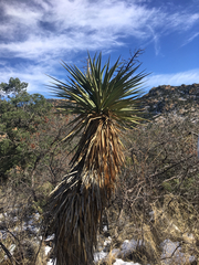 Yucca schottii