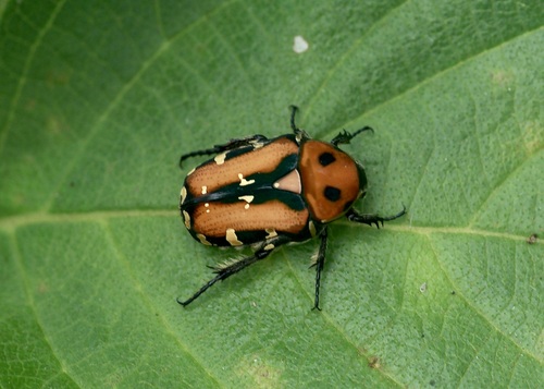 Gametis versicolor (Fabricius, 1775)