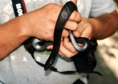 Drymarchon melanurus erebennus