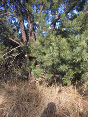 Pinus cembroides bicolor
