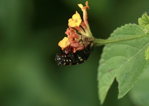 Indian Flower Chafer photo 3