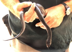 Drymarchon melanurus erebennus