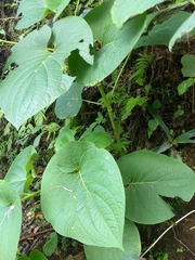 Piper auritum