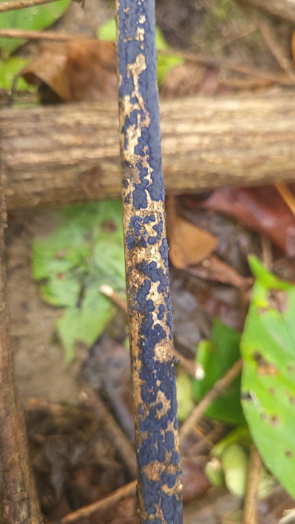 Terana coerulea · November 2025 · photo: © potatocthulhu (iNaturalist, cc0)