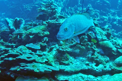 Lutjanus cyanopterus