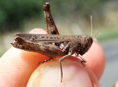 Omocestus haemorrhoidalis haemorrhoidalis