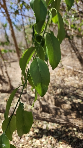 Agonandra brasiliensis