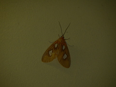 Asota orbona
