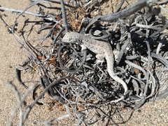 Liolaemus nigromaculatus