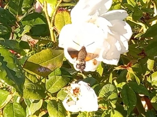 Eurasian Hummingbird Hawkmoth