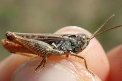 Omocestus haemorrhoidalis