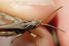 Omocestus haemorrhoidalis