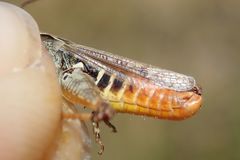 Omocestus haemorrhoidalis