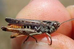 Omocestus haemorrhoidalis