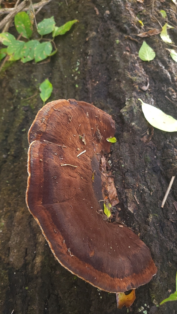 Ischnoderma resinosum · November 2025 · photo: © potatocthulhu (iNaturalist, cc0)