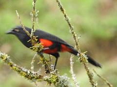 Hypopyrrhus pyrohypogaster