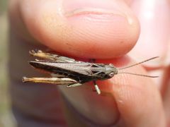Omocestus haemorrhoidalis